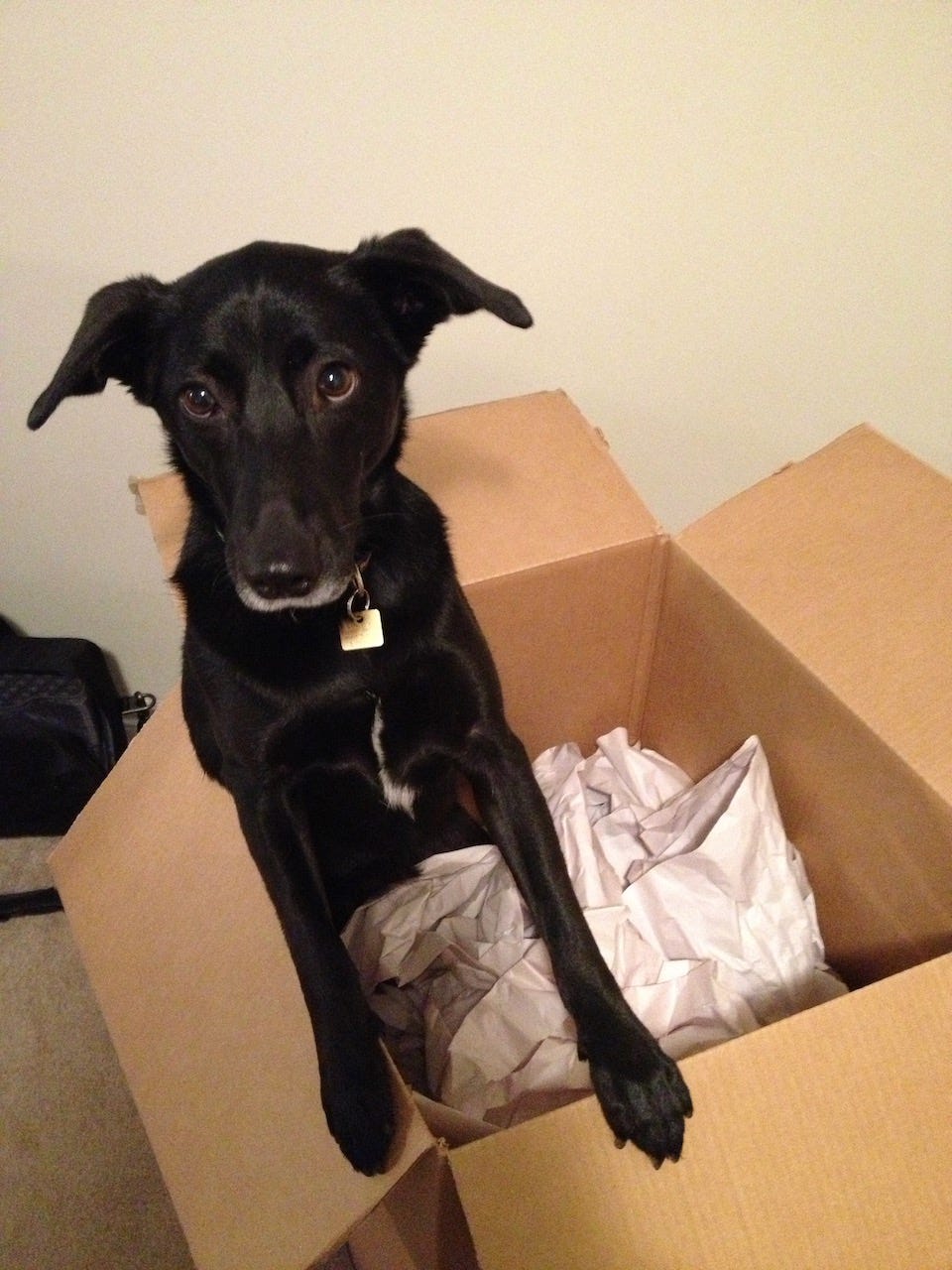 Black puppy climbing out of a cardboard moving box.
