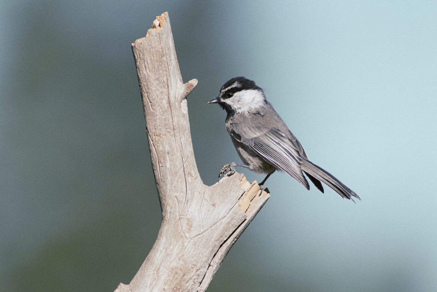 chickadee