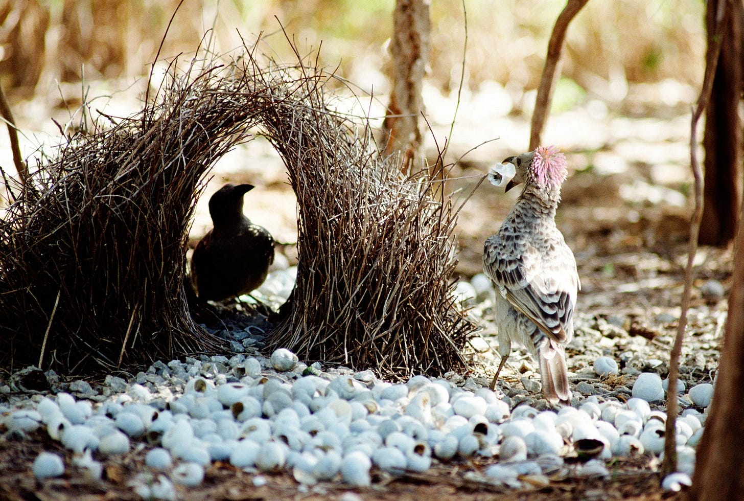 Great Bowerbird male displaying in front of female in lek Australia Great Bowerbird male displaying in front of female in lek Australia
