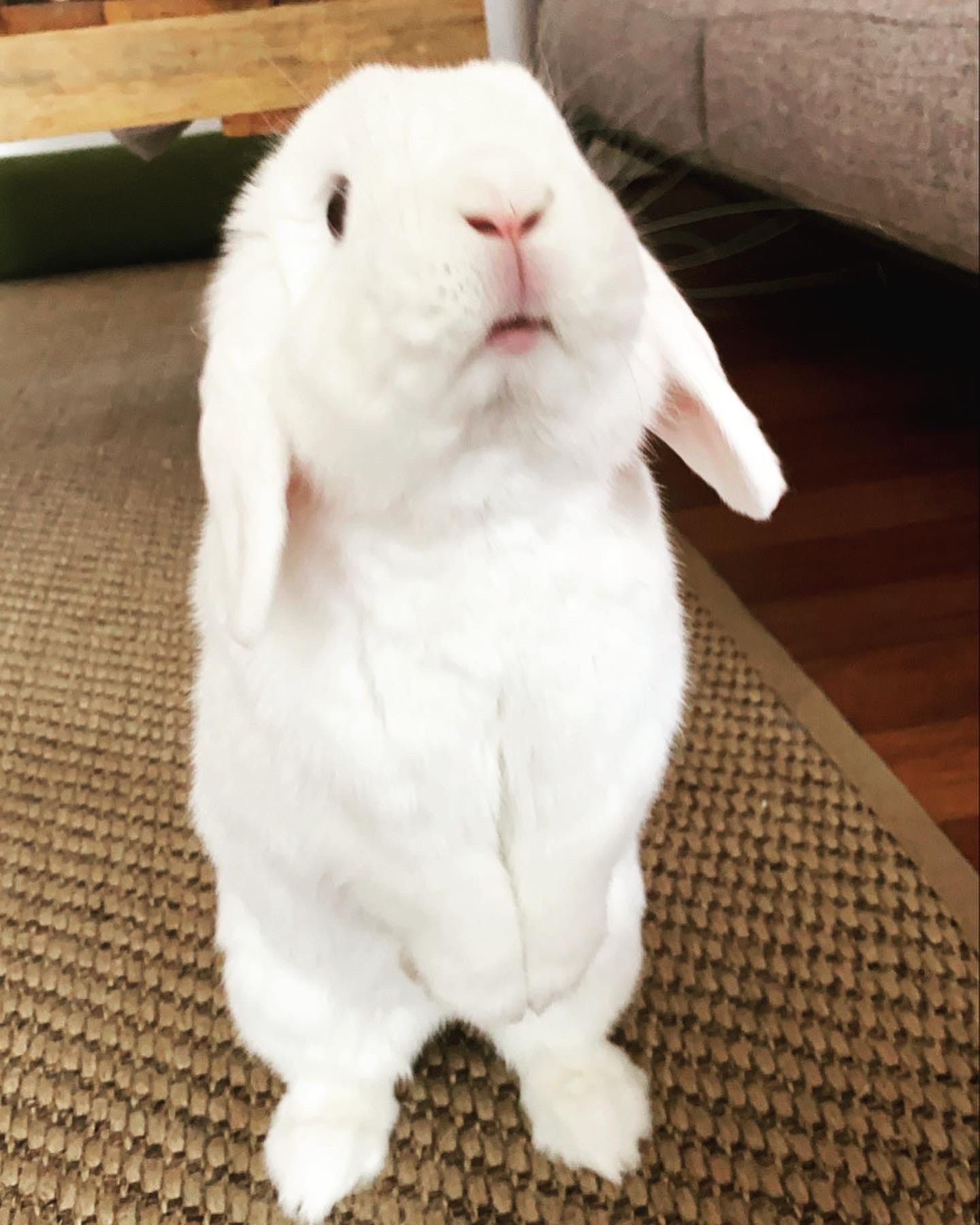 laura's white lob eared bunny standing on his hindlegs reaching up