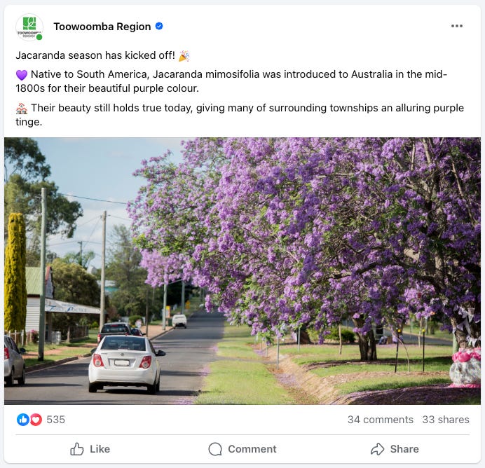 Jacaranda in full bloom