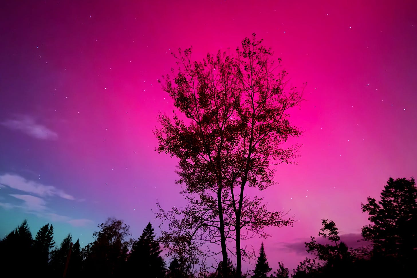 Magenta aurora fades to violet and aqua beyond the treetops.