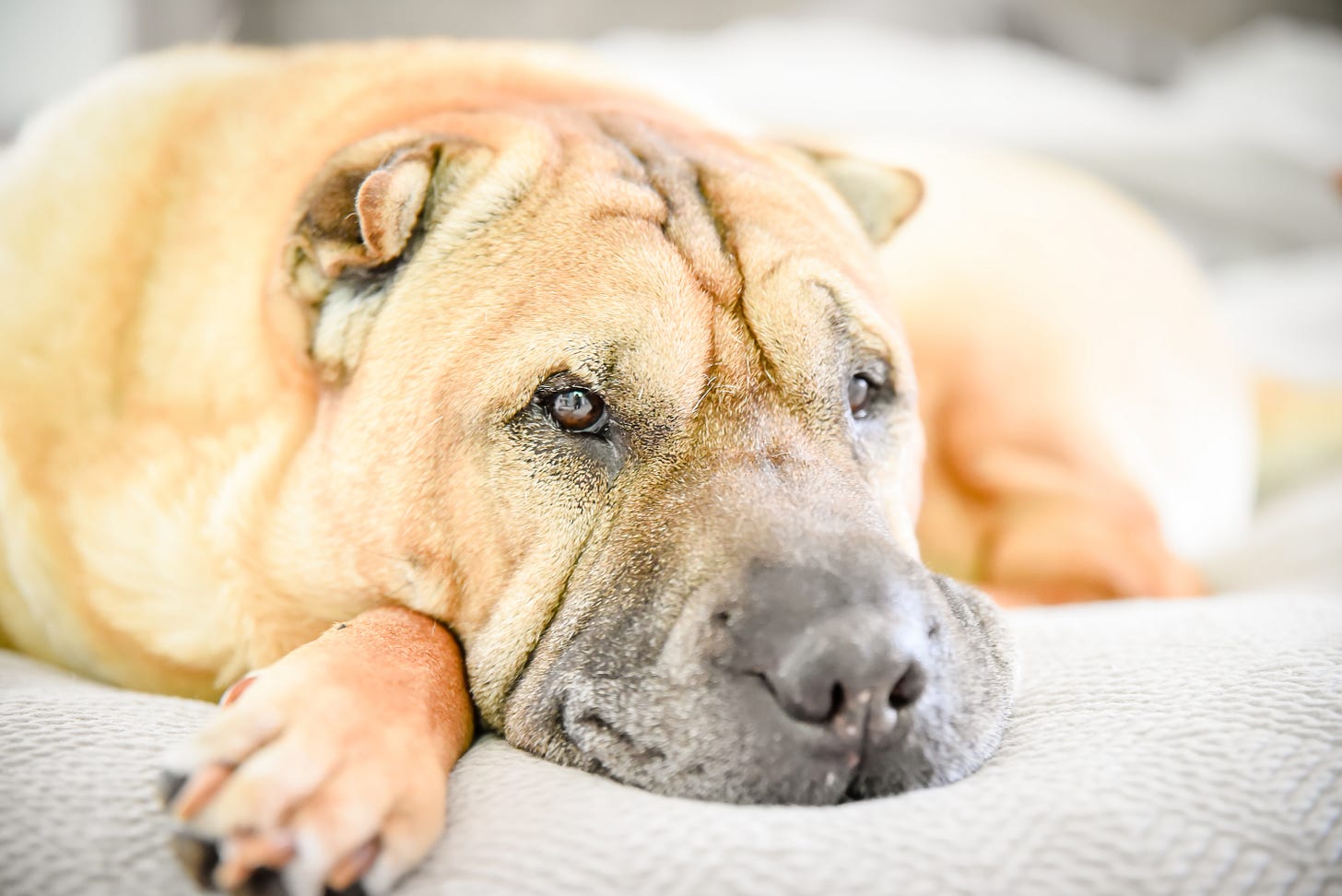 A tan Shar Pei dog lies on a soft, gray bed looking sleepy and relaxed