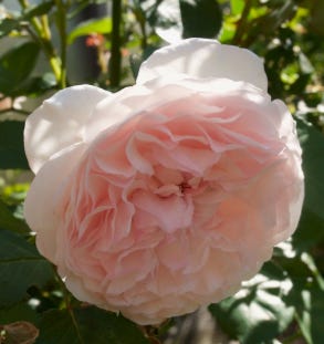 Olivia pink rose