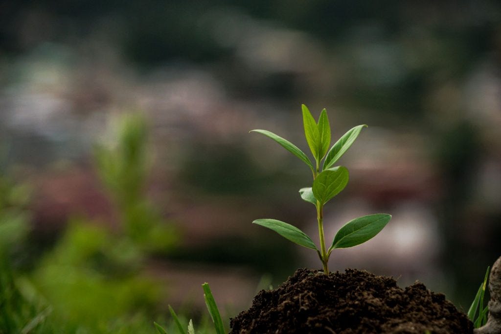 A seedling begins its journey to become a tree. On a small, brown mound of earth, a green seedling with eight leaves is growing upwards to the sky. The background is fuzzy but looks to be outdoors.