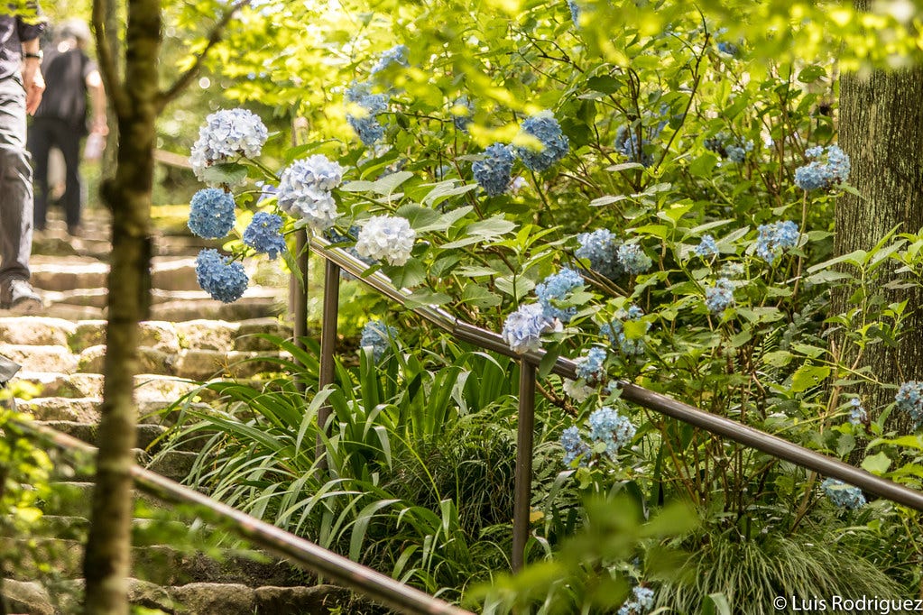 Hortensias en junio en Japón