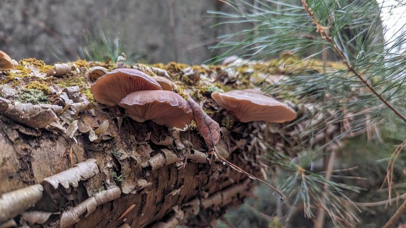 Late fall oyster mushrooms growing on a birch log