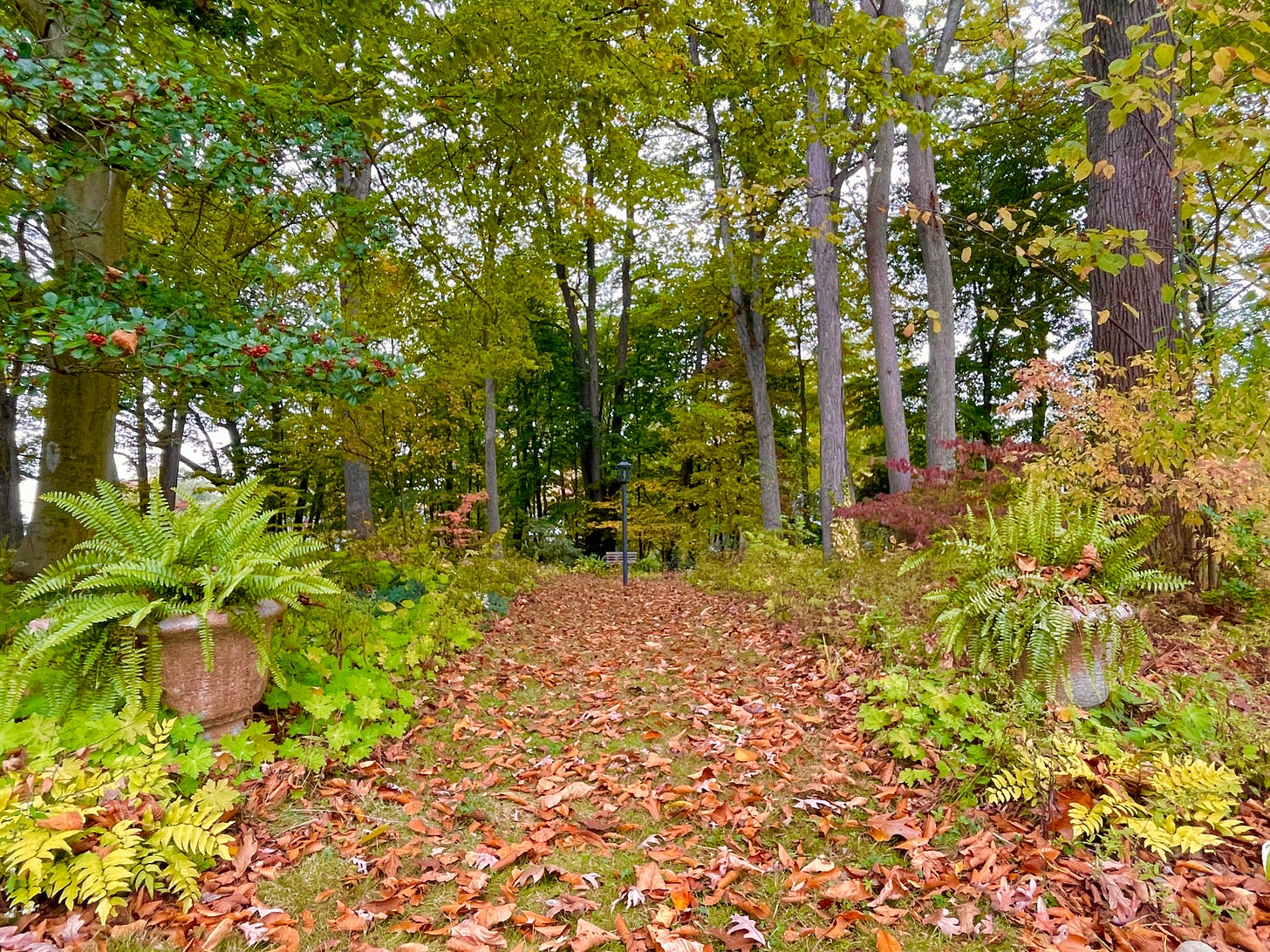 Autumn leaves falling into the Lantern Walk at Havenwood this year.