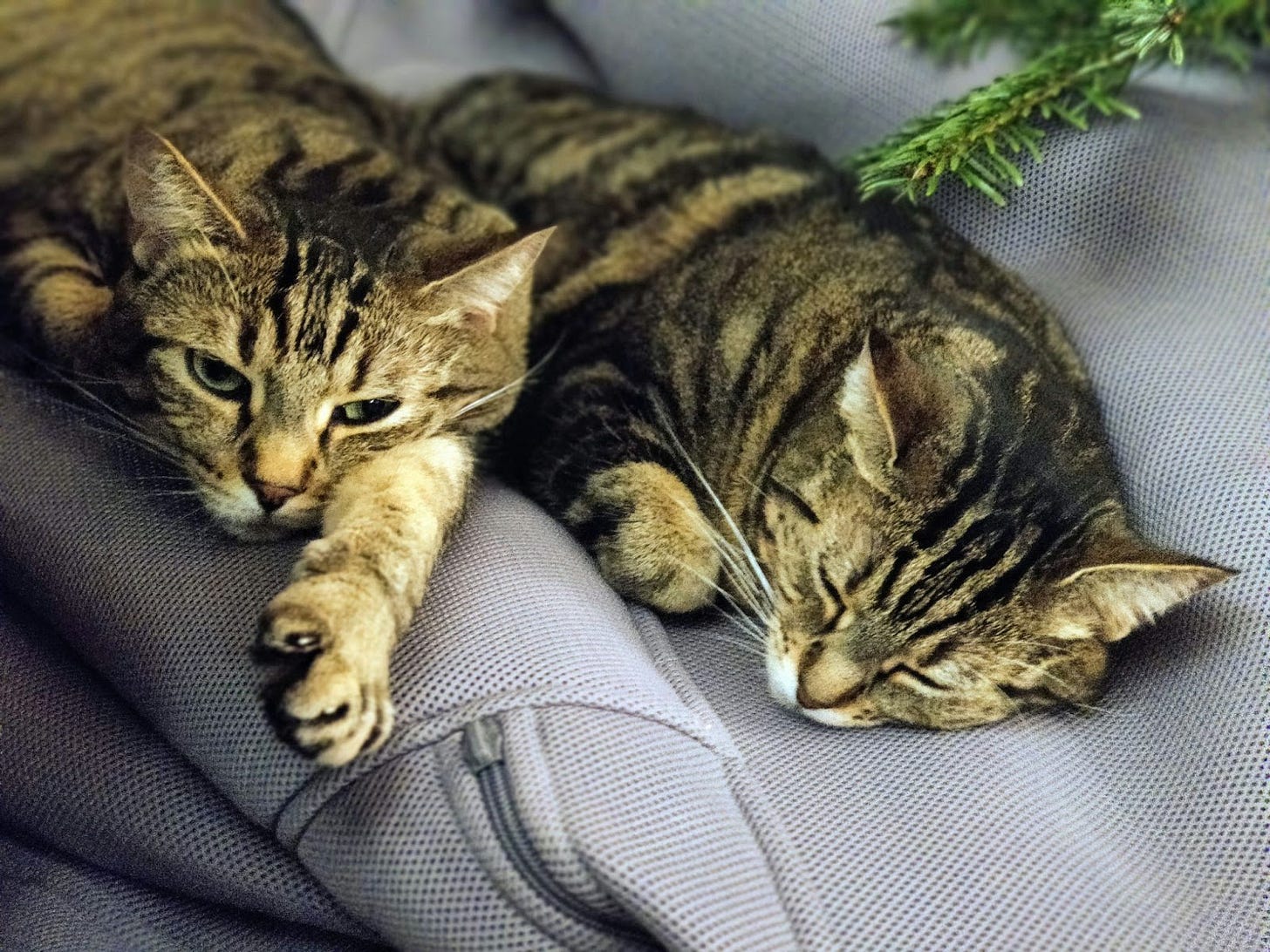 Two forlorn cats sitting on a couch with a branch of what looks to be a Christmas tree nearby.