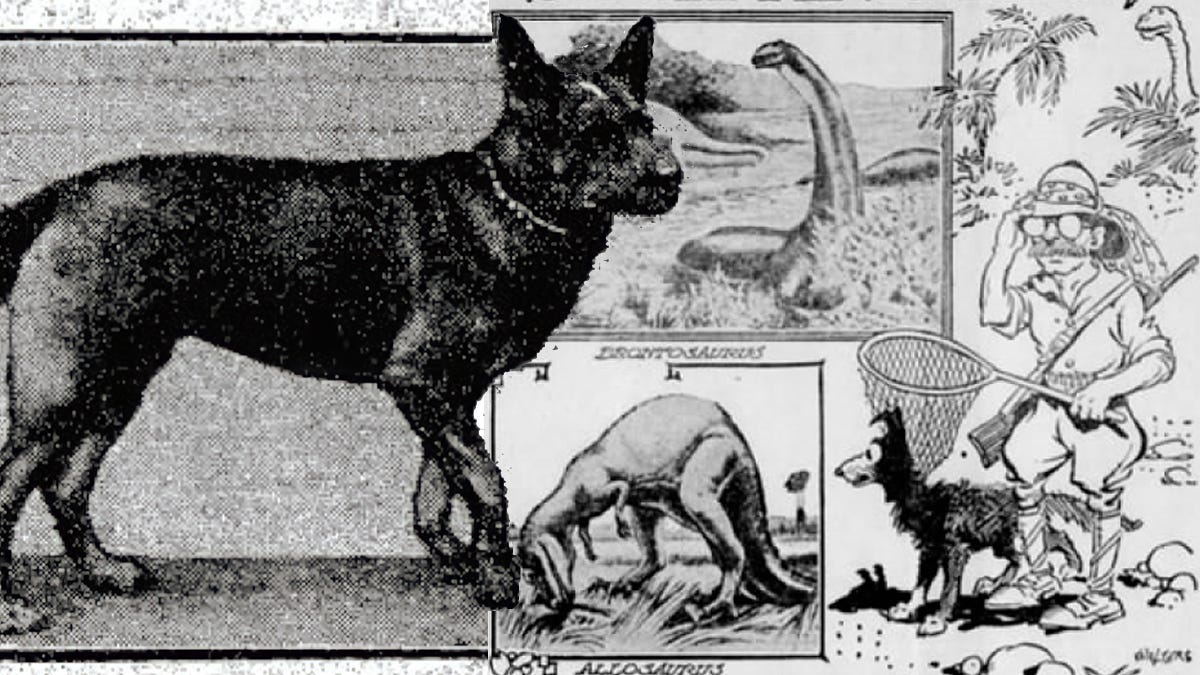 Laddie photo Daily Mail, Dec 1919 and illustration Tri County News, July 1920