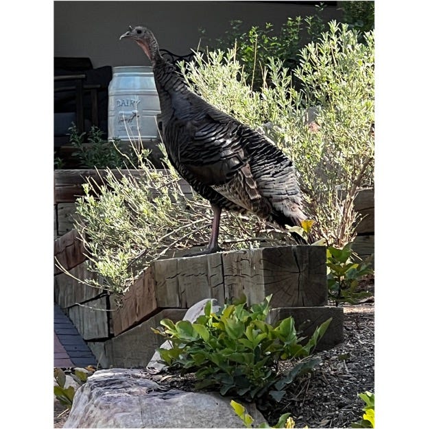 A turkey standing on a log

Description automatically generated