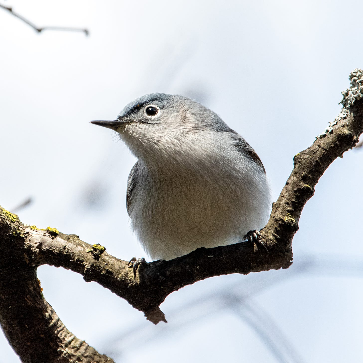Close-up of a blue-gray gnatcatcher, head cocked