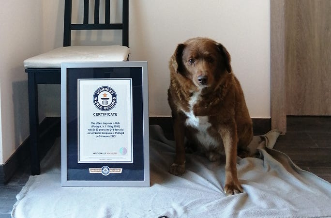Bobi with his Guinness World Records certificate Bobi with his Guinness World Records certificate