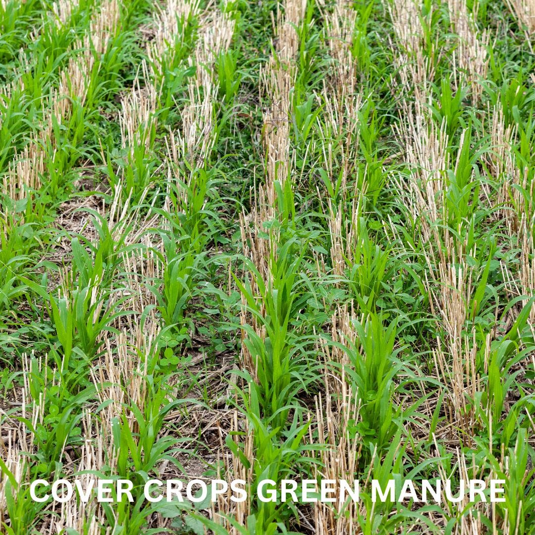 cover crops growing