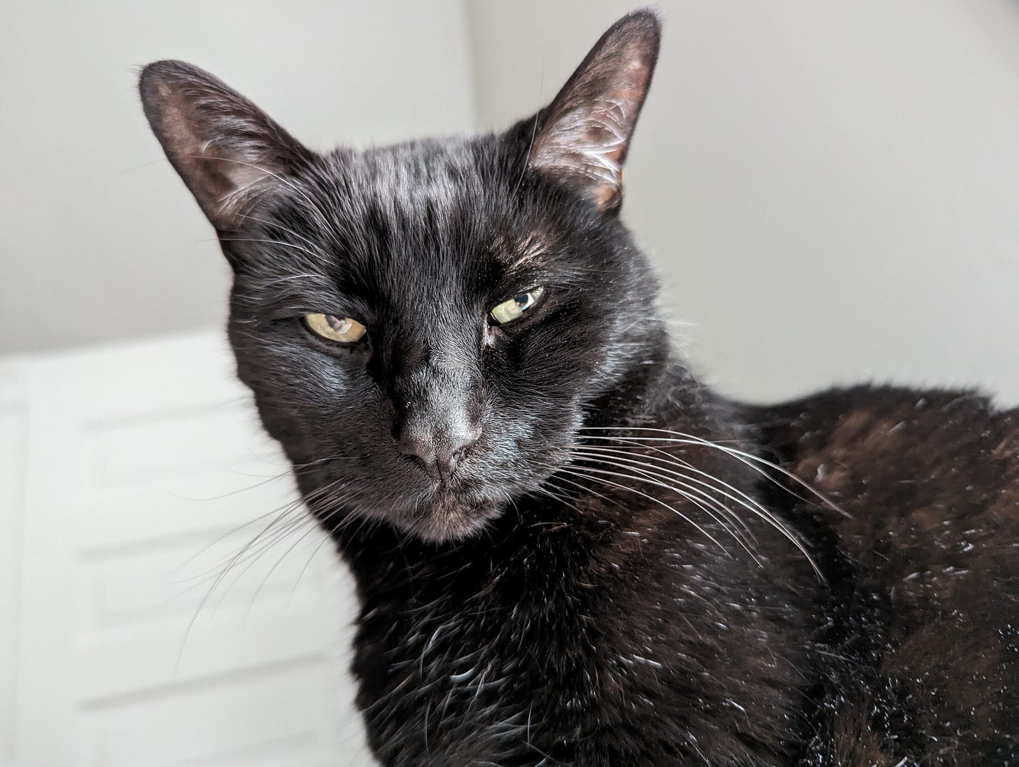 A black cat, shown from the shoulders up, stares intently into the camera against a gray and white backdrop.