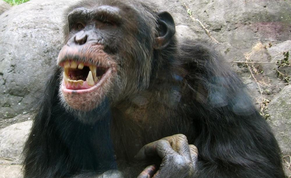 Chimps 'use each other as social tools'