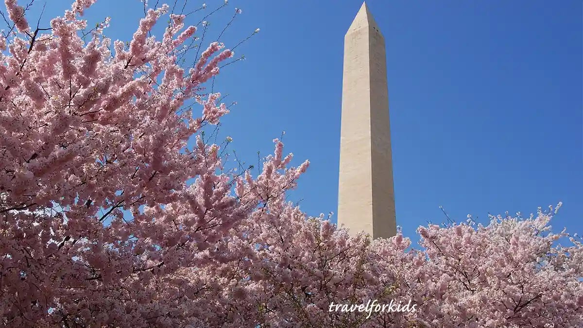 washington dc cherry blossoms