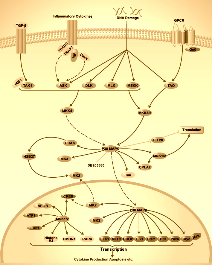 P38-MAPK-Signaling-Pathway