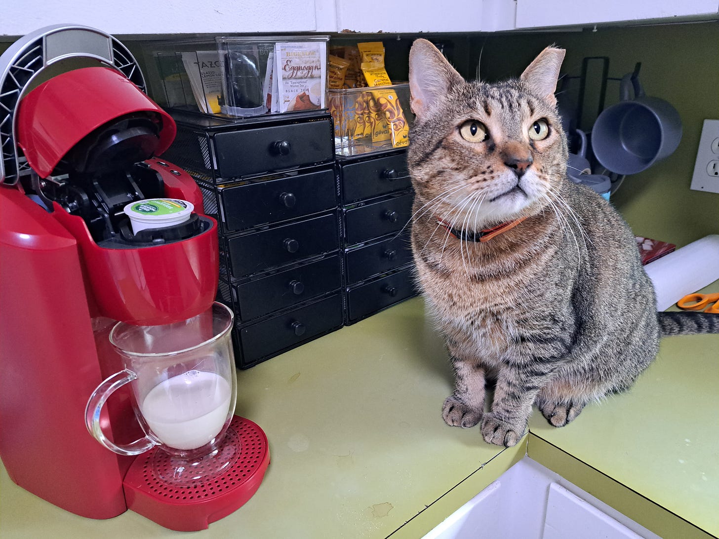 Earl a gray tabby waiting for the coffee to be done