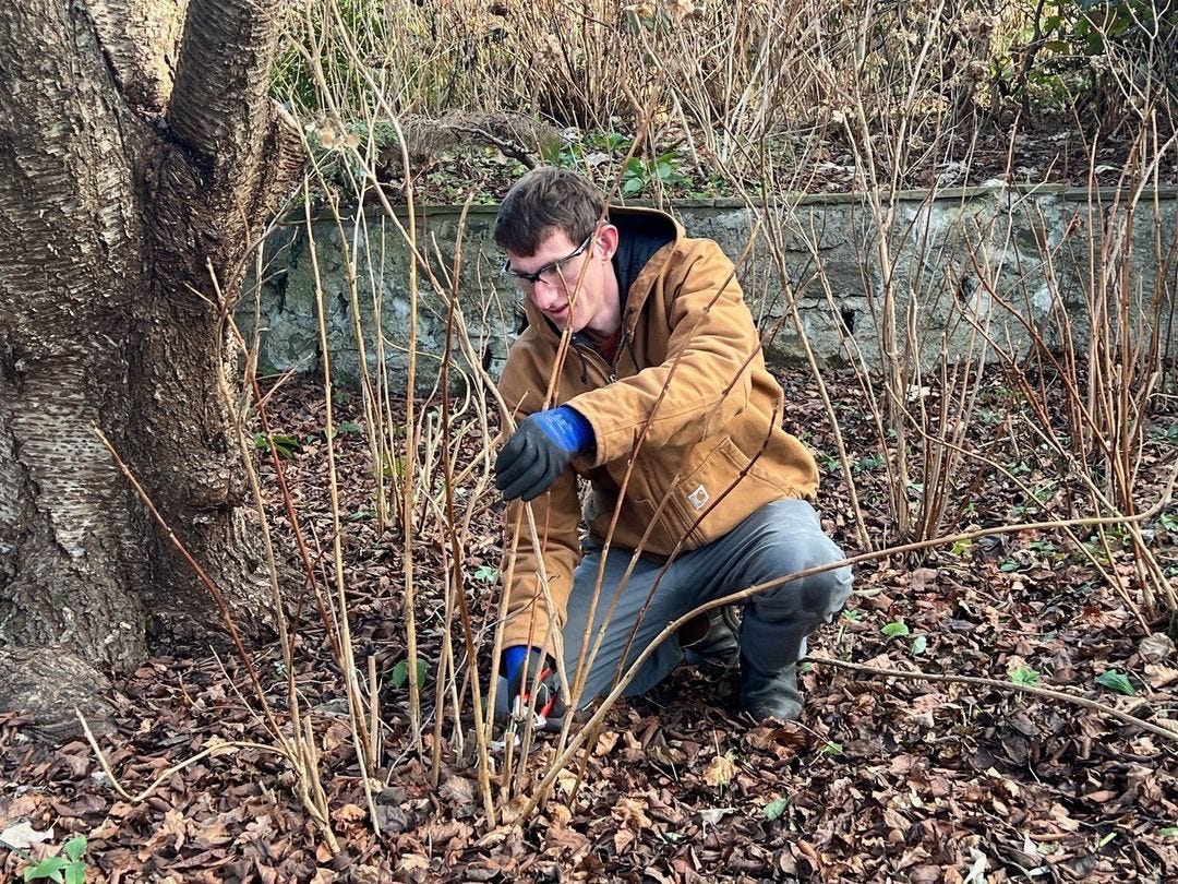 Grant Hughes assists in thinning hydrangeas in the Gravel Circle bed. Photo by Lisa Roper