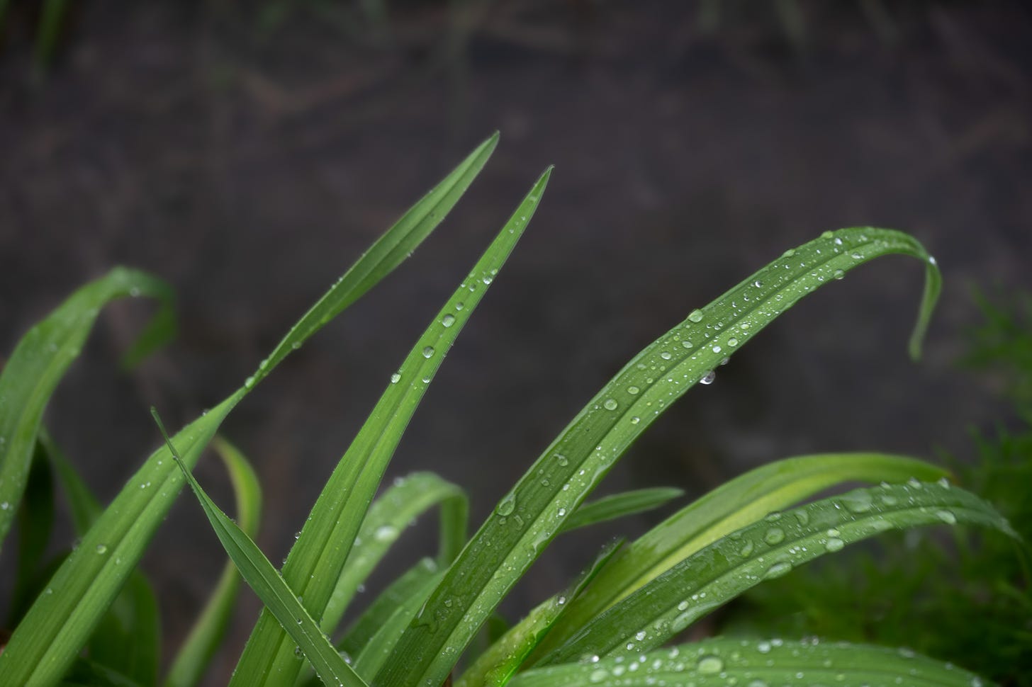 Raindrops clinging to the green fronds of a day lily and a darkened background