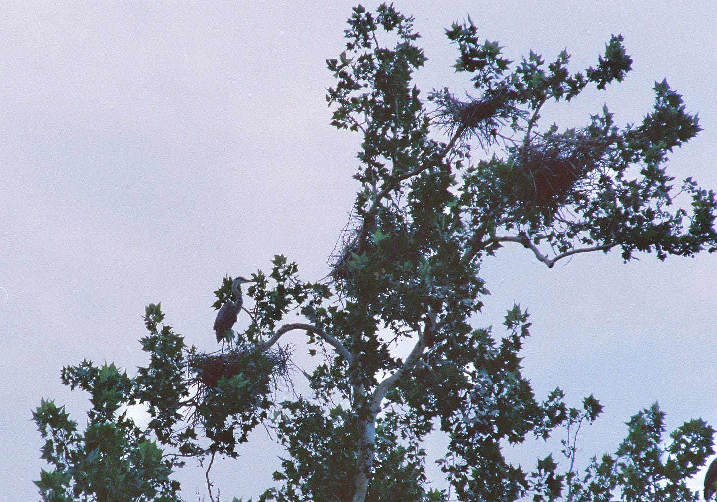 Great blue herons in nests in a sycamore tree