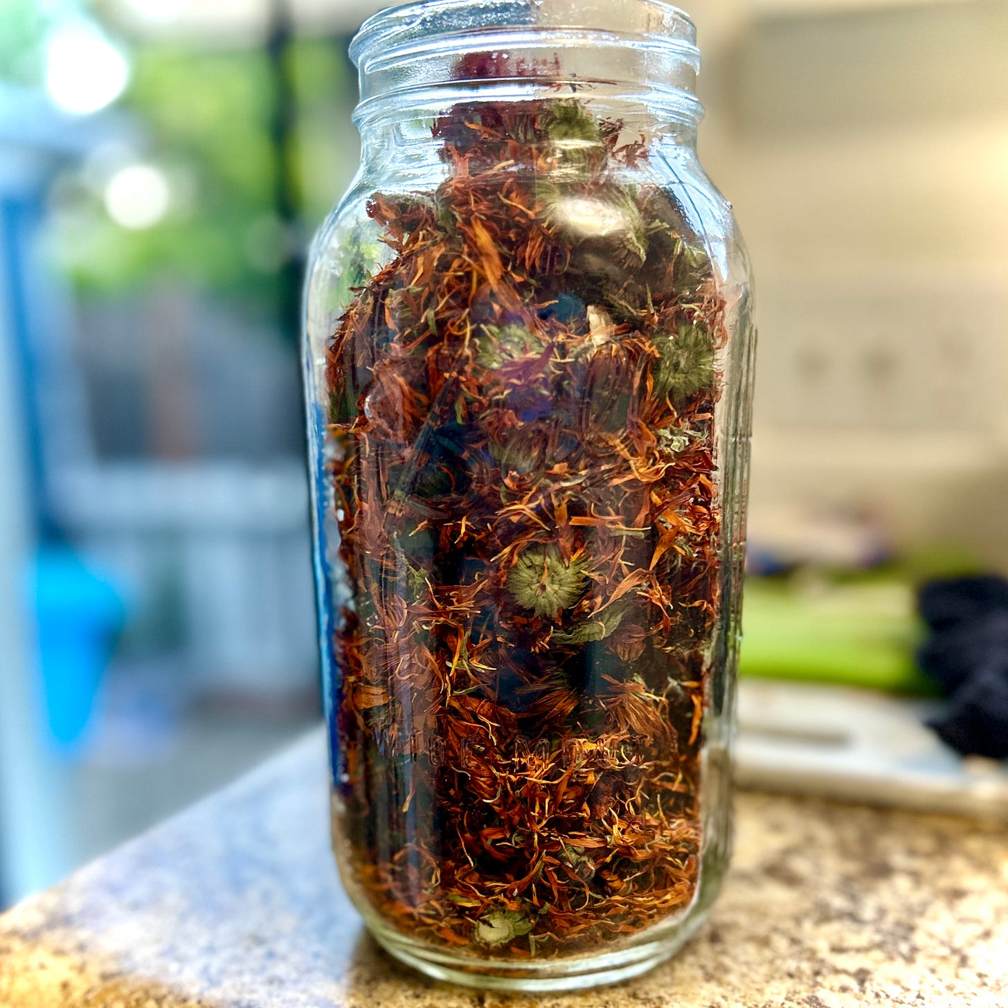 Calendula flowers getting ready to have oil poured over to cover.