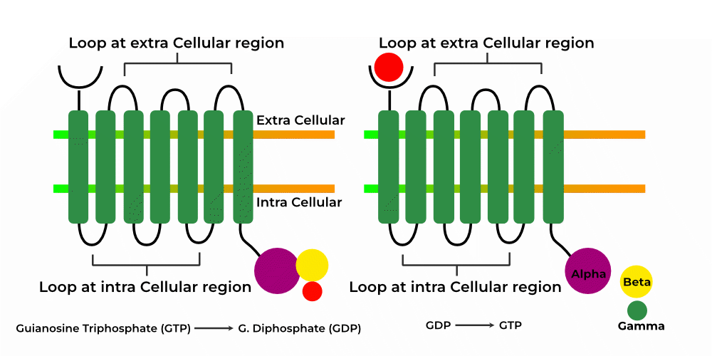 G Protein Coupled Receptor - Classification, Characteristics, and FAQs
