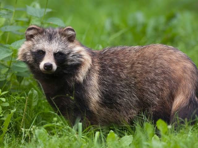 The raccoon dog: cute, wild and a terrible idea for a pet | Pets | The  Guardian