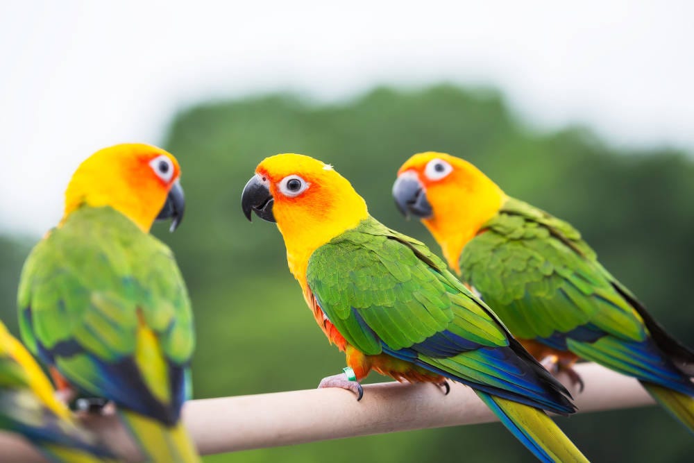 Le perroquet: cette GRANDE responsabilité - Parrot Wildlife Foundation