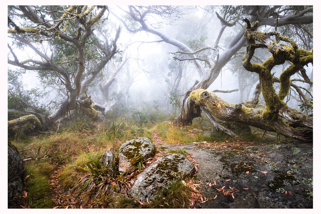 The track to the summit of Mount Torbreck, snow gums and moss covered rocks shrouded in low cloud