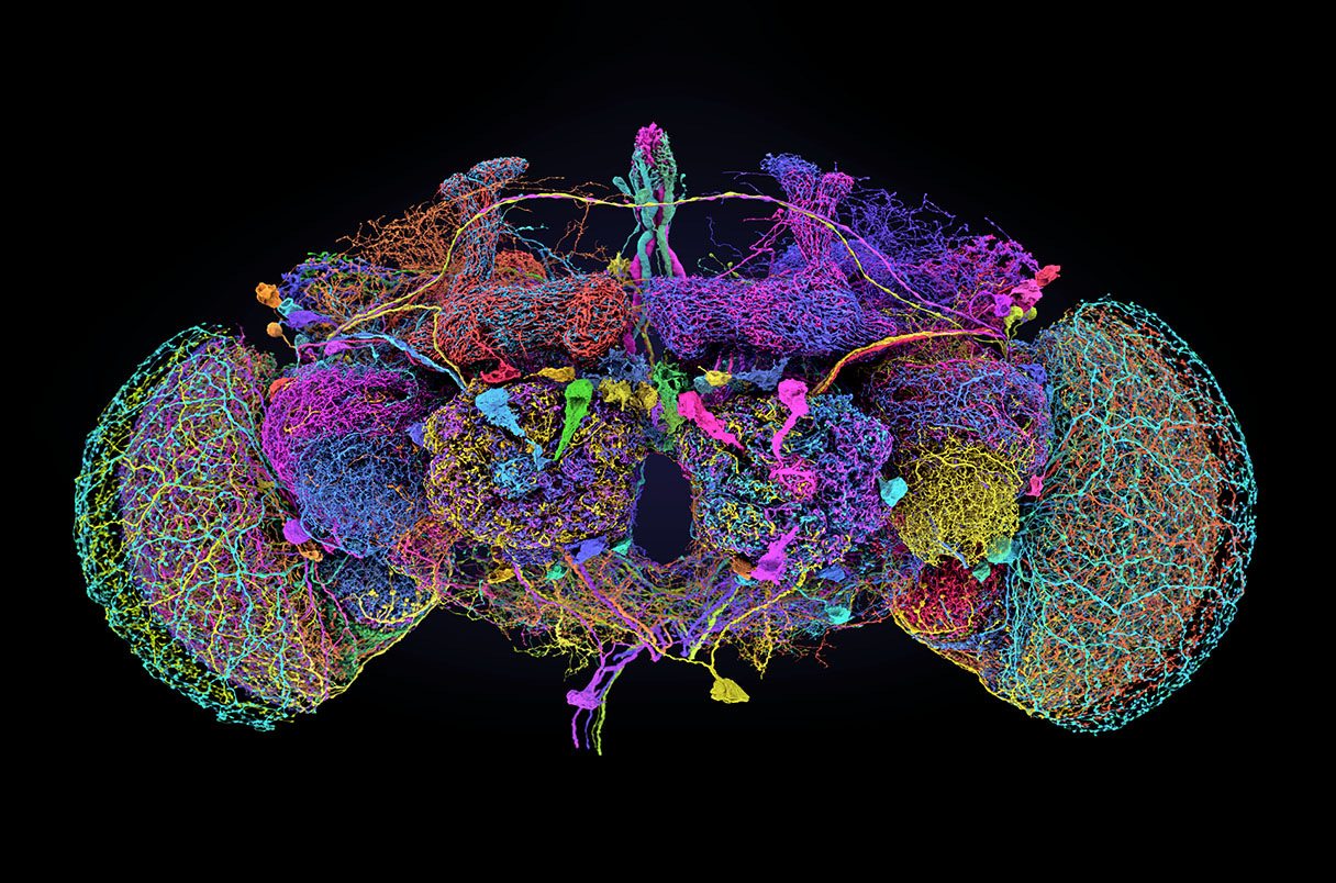 Complete map of fruit fly brain circuitry unveiled | Science | AAAS