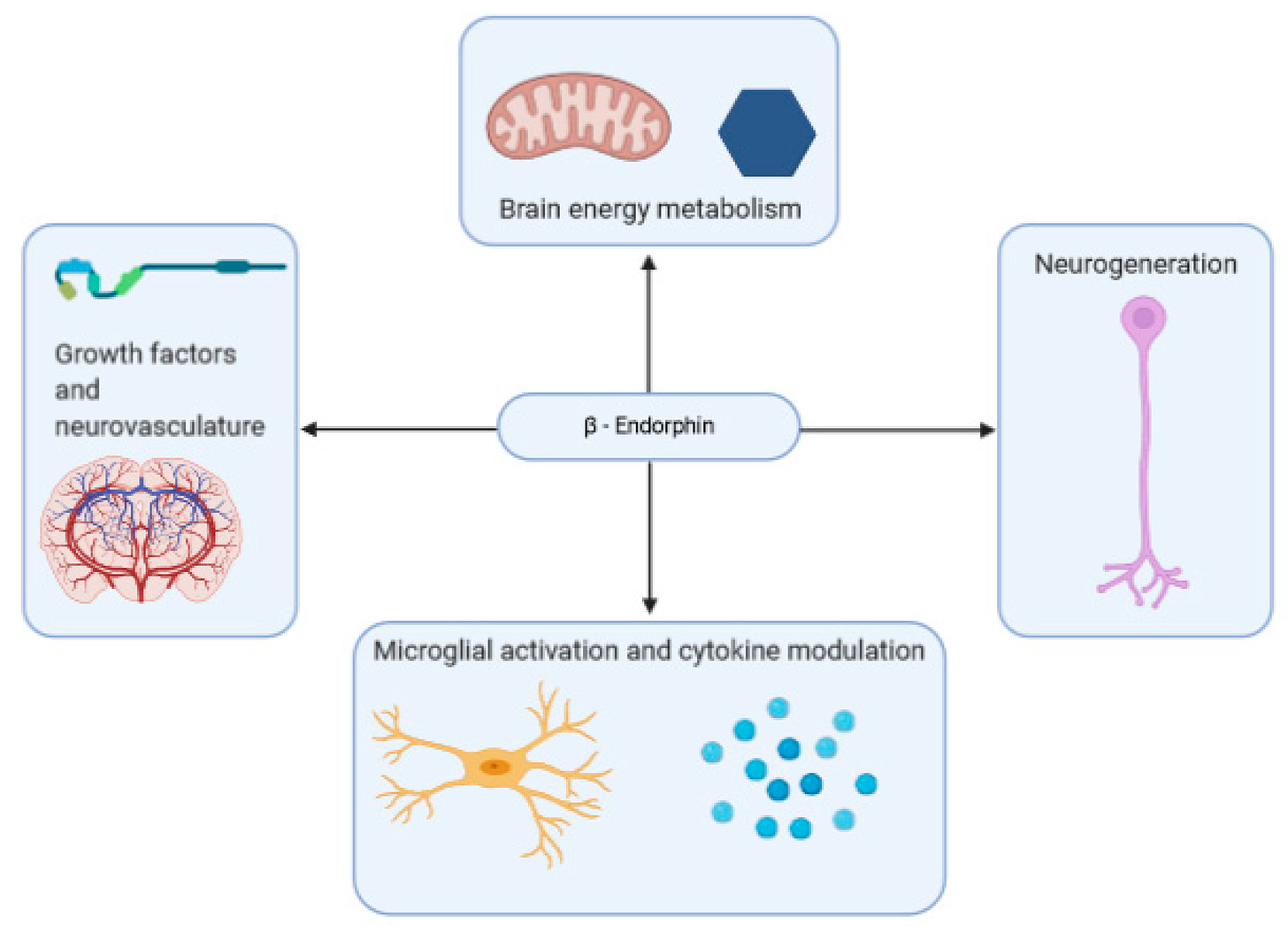 IJMS | Free Full-Text | Roles of β-Endorphin in Stress, Behavior,  Neuroinflammation, and Brain Energy Metabolism