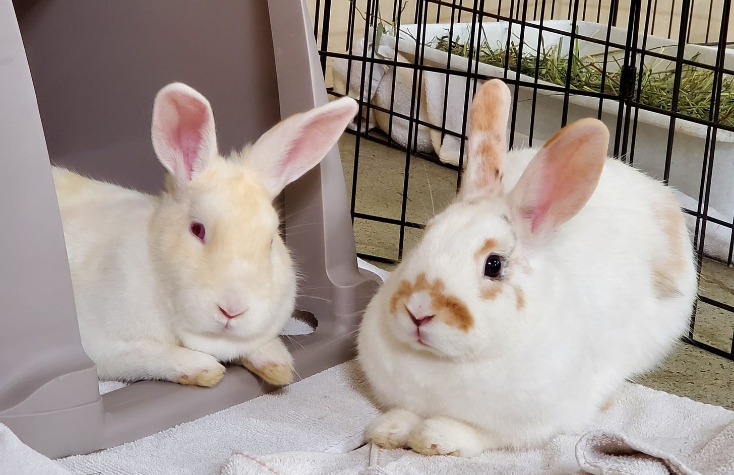 Rescued Rabbits Available for Adoption | San Diego Humane Society