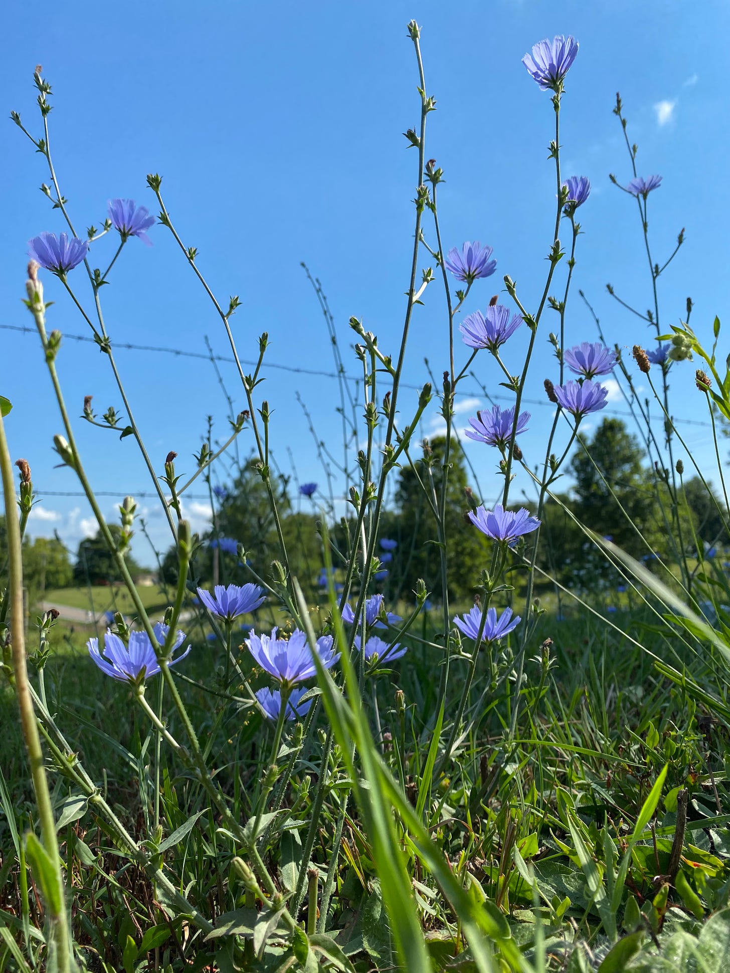 flowering stems of chicory