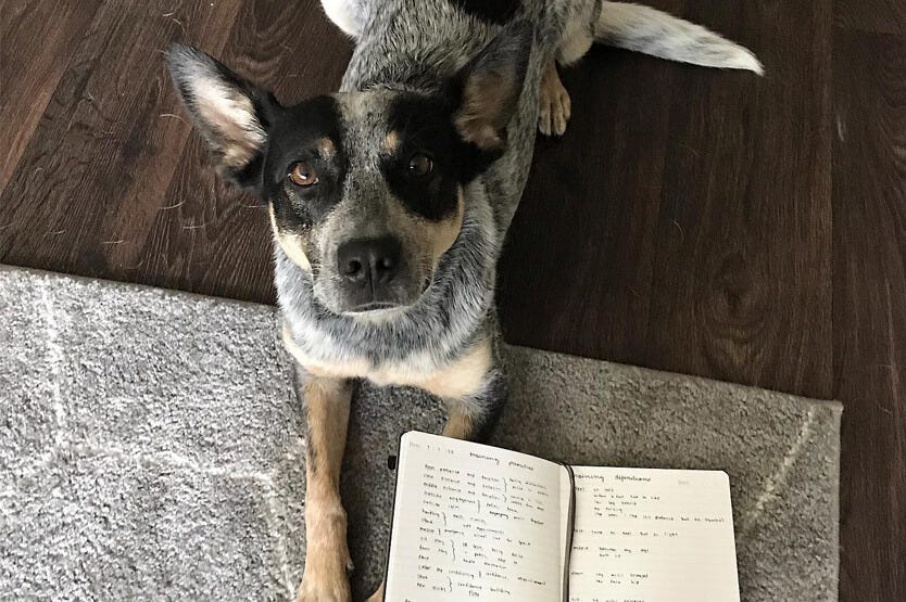 Scout the blue heeler holding a down stay to pose next to our training priorities and definitions