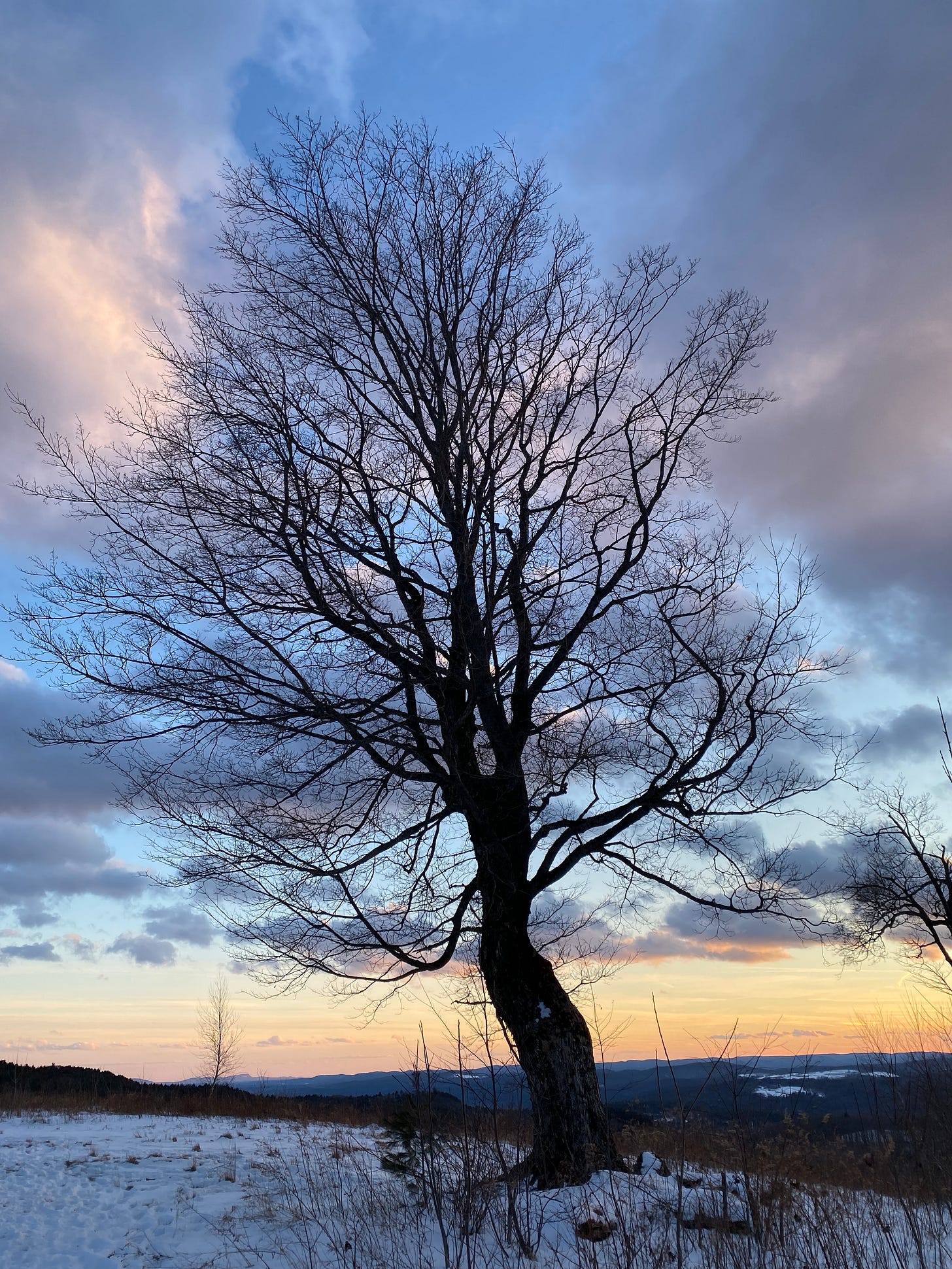 A big sugar maple on a ridgetop, its bare egg-shaped canopy silhouetted against the sky at sunset.