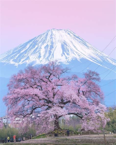 Blooming Sakura tree at Mount Fuji, Japan (by Kenji Hashiba ...