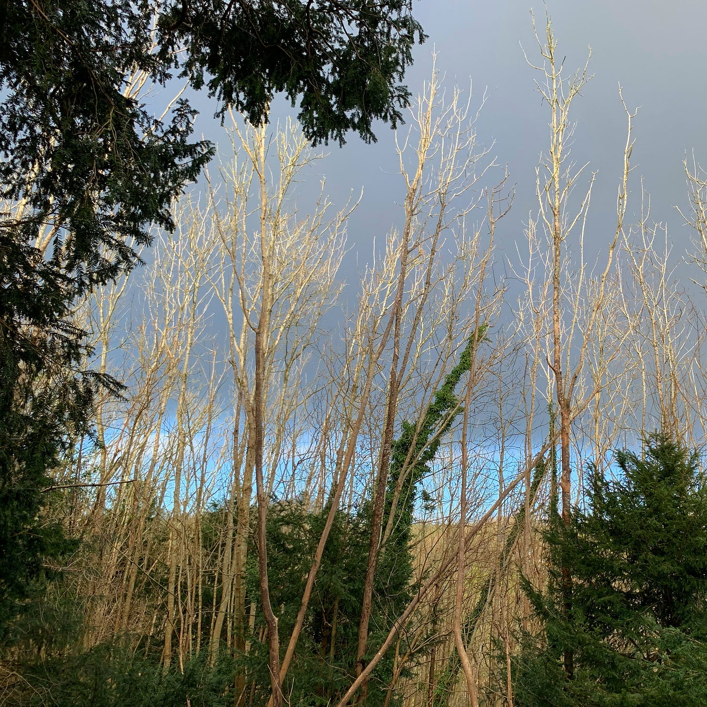 A photo of some wintry trees and grey clouds huddled over a stripe of blue sky