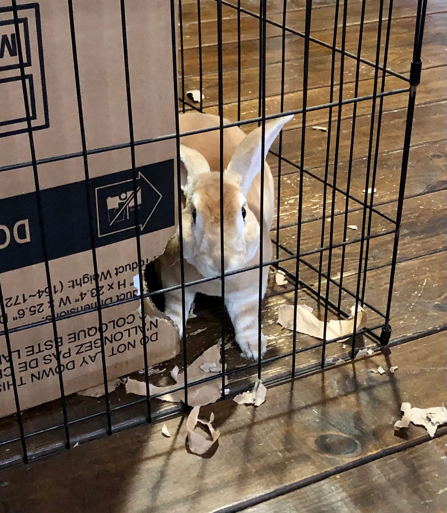 Rabbit next to cardboard box