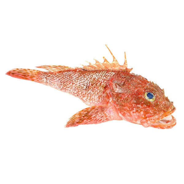 Fresh wild caught Scorpion fish – The House of Fine Living