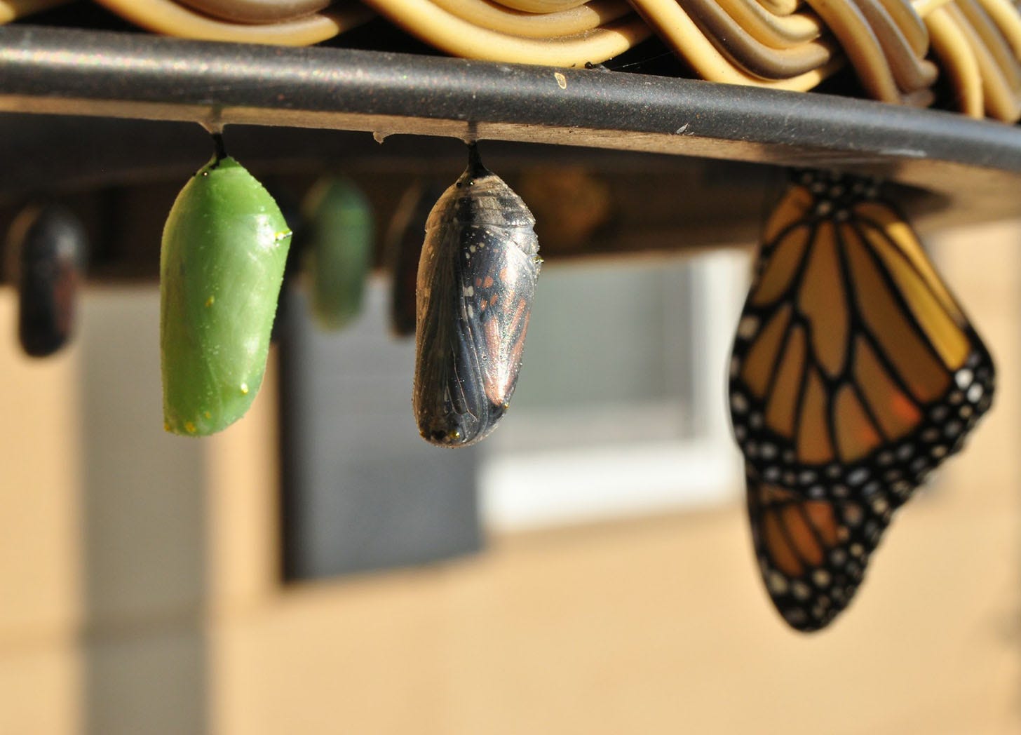 Cocoons and a butterfly on a branch