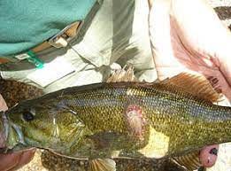 A Decade of Fish Disease and Mortality Investigations | Virginia DWR