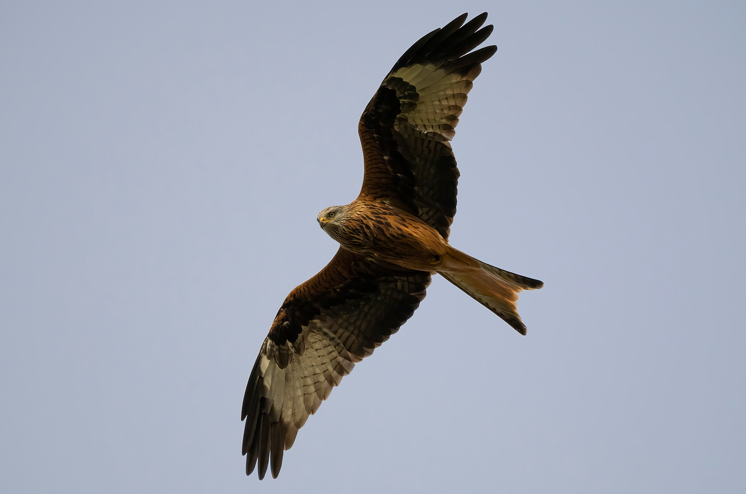 Photo of a red kite in flight