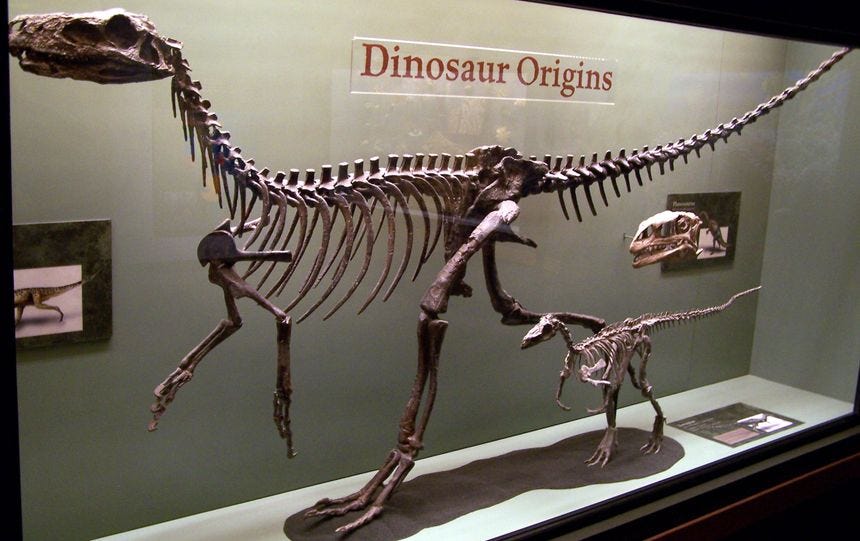Full skeleton of an early carnivorous dinosaur, displayed in a glass case in a museum
