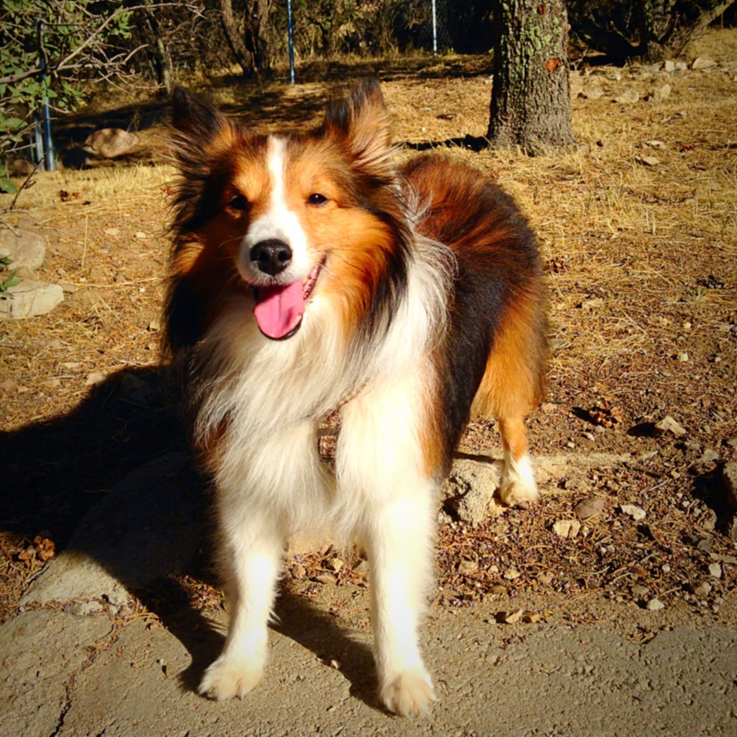Red and white Sheltie standing outside