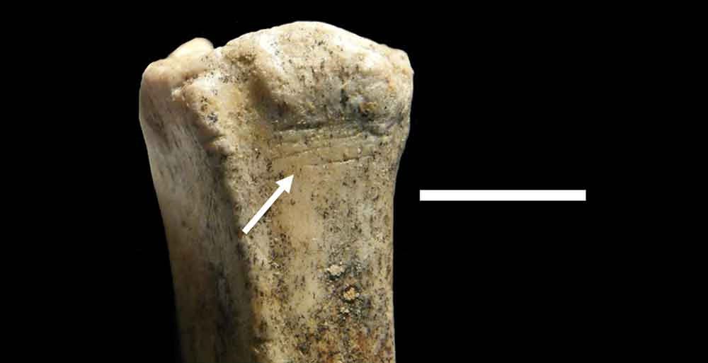 A bone showing cutmarks A bone showing cutmarks