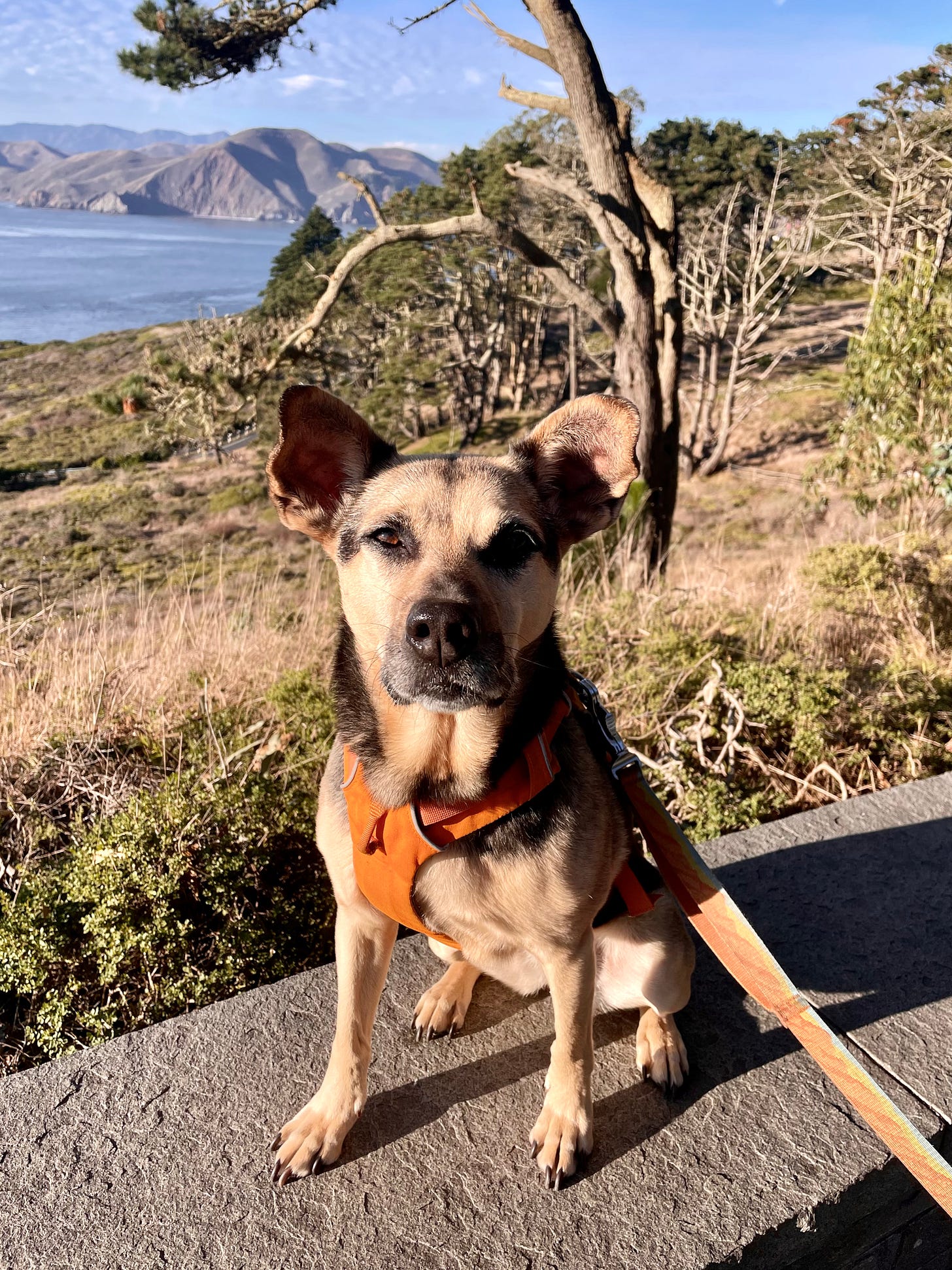 brown and black dog wearing orange harness sits on a concrete ledge looking at the camera with the Marin Headlands and ocean in the background
