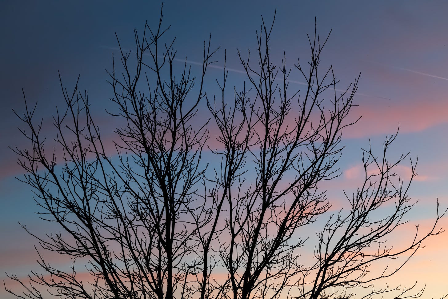 The outline of a bare limbed tree against a blue sky with streaks of coral clouds 