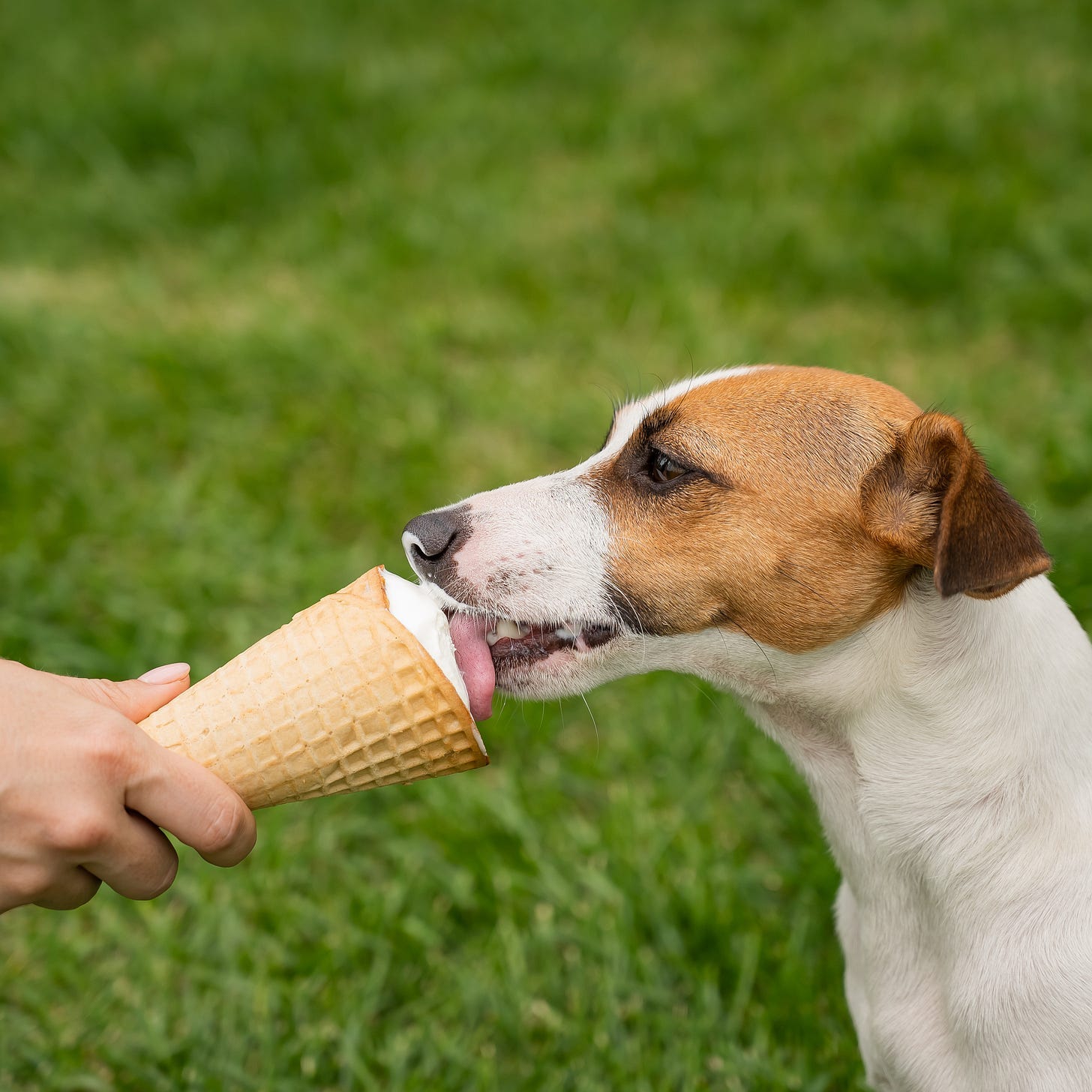 A dog licking an ice cream cone

Description automatically generated